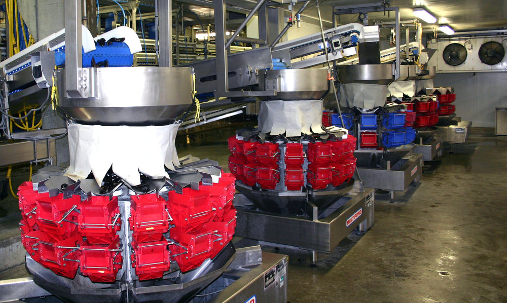 Sistemas de accionamiento robustos y resistentes al agua de mar para las cintas transportadoras de una fábrica (instalación para la preparación) de mariscos